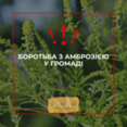 Сезон цвітіння амброзії розпочато. Як вберегтись від алергічних реакцій