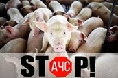 АЧС – найнебезпечніша хвороба свиней!