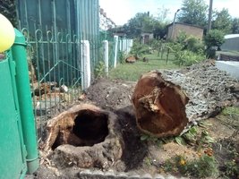 224 аварійних та сухостійних дерев, падіння яких може призвести до біди, вирізано від початку року у громаді, згідно 93 рішень виконкому