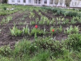 Благодійний освітній проєкт Flowers4School