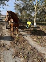 Розпорядженням секретаря ради 25 жовтня 2024 року оголошено акцію з благоустрою на території громади 