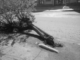 224 аварійних та сухостійних дерев, падіння яких може призвести до біди, вирізано від початку року у громаді, згідно 93 рішень виконкому