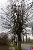 Небезпечні дерева Козятинської громади обстежувала комісія