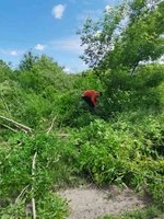 Пиковець охайний … нарешті стає