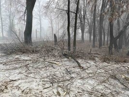 Наслідки крижаного дощу: дерева не витримують