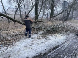 Наслідки крижаного дощу: дерева не витримують