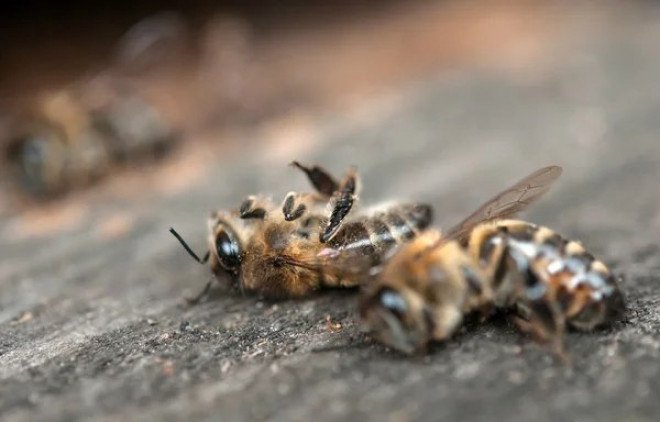 Мінагрополітики запроваджує моніторинг випадків загибелі бджіл