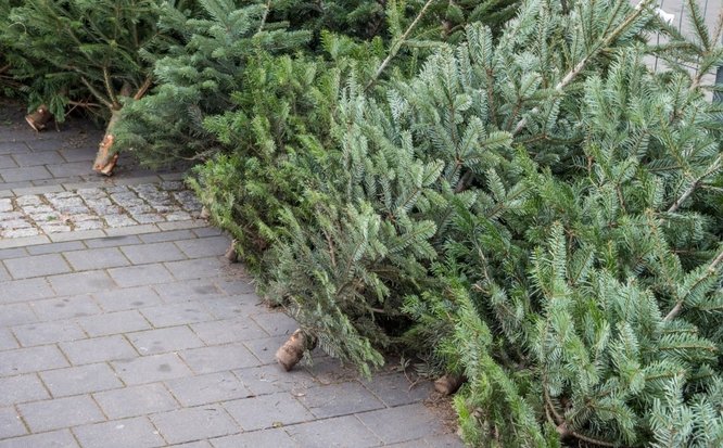 Яка відповідальність за нелегальний зруб ялинки в лісі